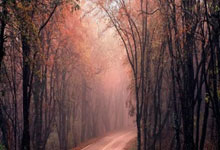 [WCBA]领路福建女篮 龚松林“痛并快乐着”.